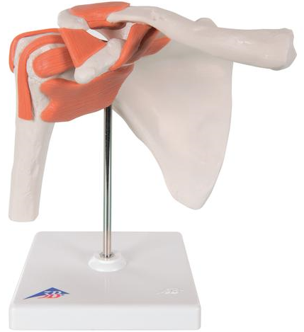 Shoulder Joint - Functional